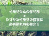 イモリウムとシリケンイモリの飼育に必要なものを紹介！